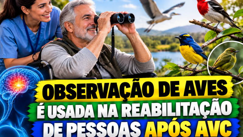 Observação de aves é usada na reabilitação de pessoas após AVC